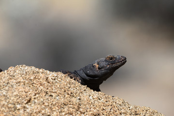 chuckwalla head