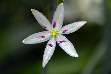 white petals and purple inserts flower clsoeup