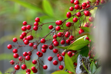 close up of red berries