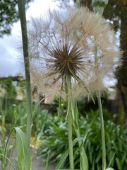 dandelion in the wind