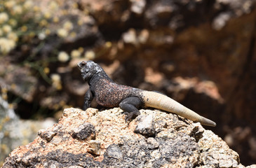 chuckwalla in the sun