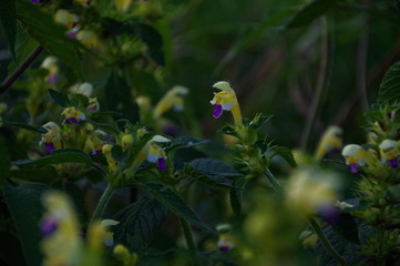 blue and yellow white flowers