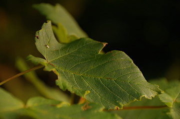 macro green leaf on a tree