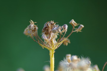 macro of a fly on a flower dandelion