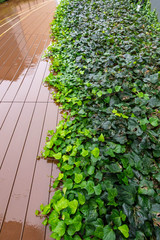 雨に濡れて光る木道と植物