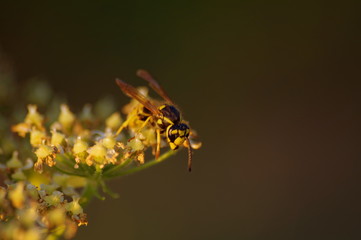 macro wasp bee on yellow and white flower
