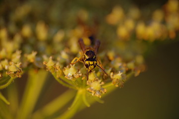 macro wasp bee on yellow and white flower