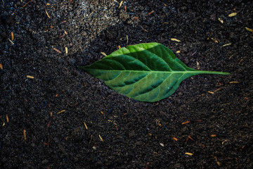 green leaf in a garden soil