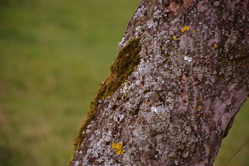 old tree trunk with moss