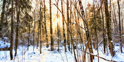 sunset in the winter forest general plan