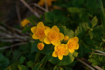 yellow flowers in the forest