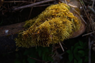 close up moss on a tree