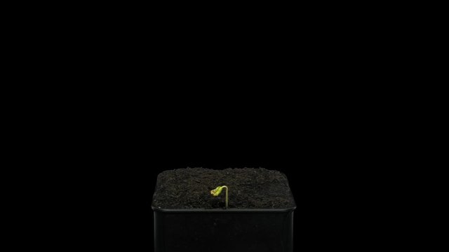 Time-lapse of germinating microgreens buckwheat sead 1d1 in PNG+ format with ALPHA transparency channel isolated on black background
