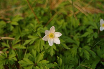 close up white flower wild strawberry in the forest