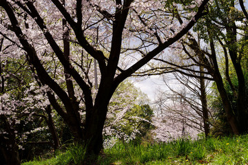 japan sakura ：桜の咲く森
