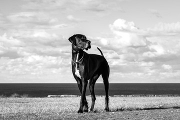 Black and white photo of a Great Dane dog by the sea 