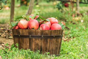 gala apples in brown basket on a grass in the farm.