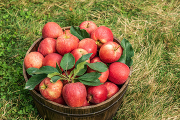 gala apples in brown basket on a grass in the farm.