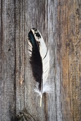  nice feather of bird