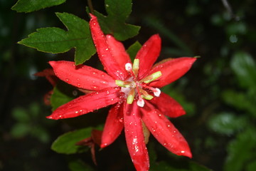 Fototapeta premium Fleur de la passion rouge 2