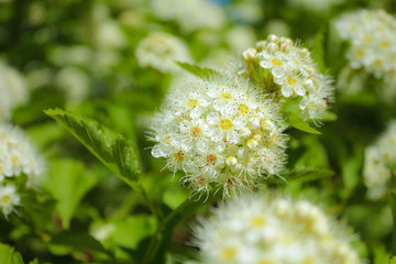 small white spirea flowers close-up, spring garden shrub