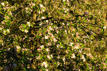 Fototapeta na wymiar apple flowers. Green leaves of a tree, soft background, bright sunshine. Floral beauty of the spring season