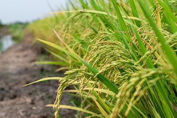 Green rice fields that are abundant in Thailand.