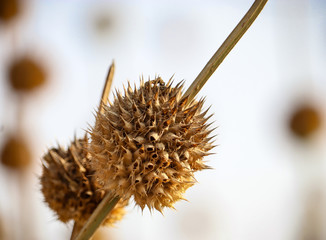 flower of a willow