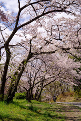 Fototapeta premium 満開の桜並木