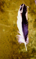 yellow feather on black background