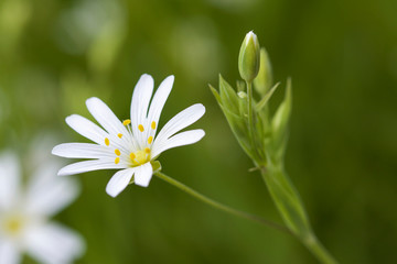 close up of white flower head