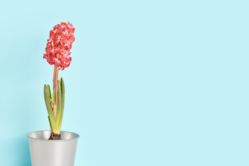 minimal flower composition. beautiful pink hyacinth on a blue background. place for text, copy space