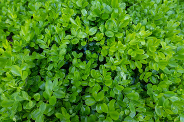 Fototapeta na wymiar Buxus sempervirens, the common box, European box, or boxwood, is a species of flowering plant in the genus Buxus, native to western and southern Europe, northwest Africa, and southwest Asia.