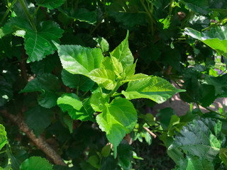 Fresh Big Mulberry Leaves or 'Morus' on Tree Used to Make Tea and Ingredient for A Delicious and Healthy Meal.