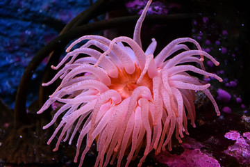 pink sea anemone