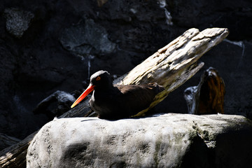 black bird at aquarium renton seattle washington