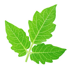 Single tomato leaf isolated on a white background.