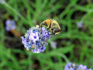 Abeille et lavande