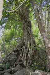 Fototapeta premium Arbre dans la forêt réunionnaise