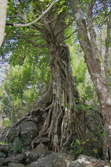 Arbre dans la forêt réunionnaise