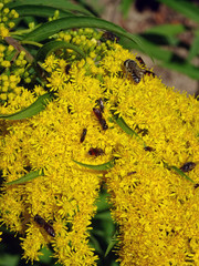 Fleurs jaunes et insectes