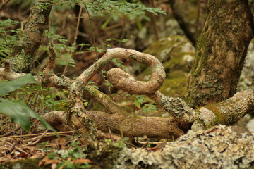 Arbre tordu à la Réunion