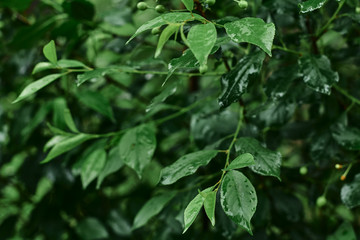 green leaves on cherry branches in the spring garden. close-up, selective focus