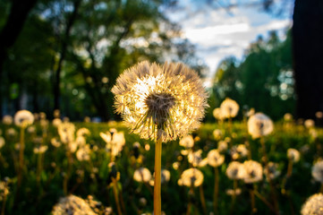 Sunny dandelion in the evening at sunset