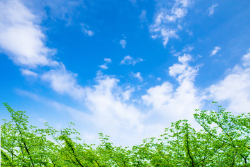 新緑と青空
