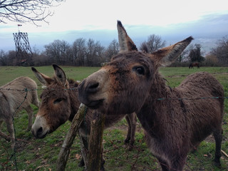 Close up of donkeys on a field.