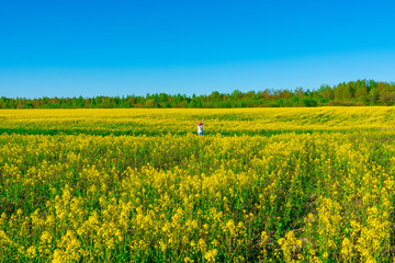 Fototapeta premium bright colorful spring and summer landscape for wallpaper. Yellow field of flowering rape against a blue sky with clouds. Natural landscape background with copy space