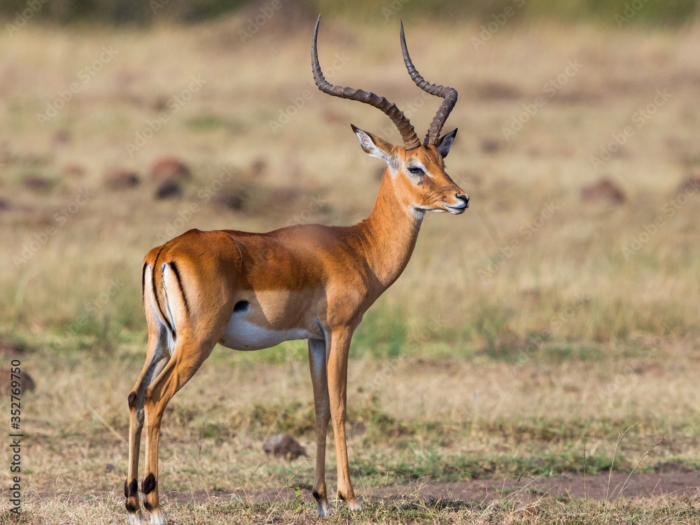 Wall mural Beautiful Impala on the savannah in Africa