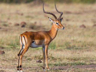 Naklejka na ściany i meble Beautiful Impala on the savannah in Africa