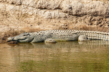 Nile crocodile on the riverbank at Mara River